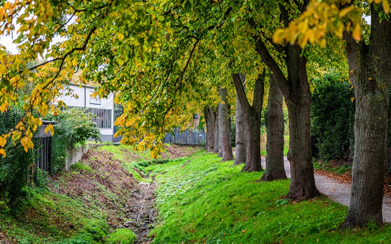 Natural erosion control measures along creek bed